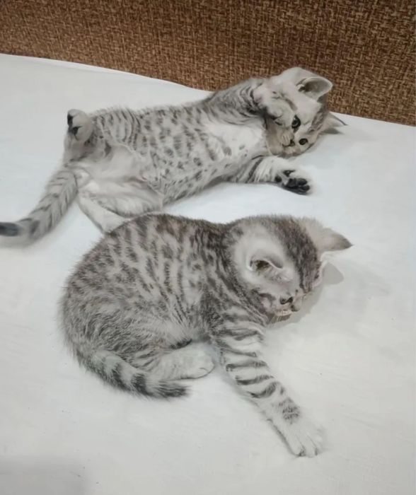 В Продаже Котята