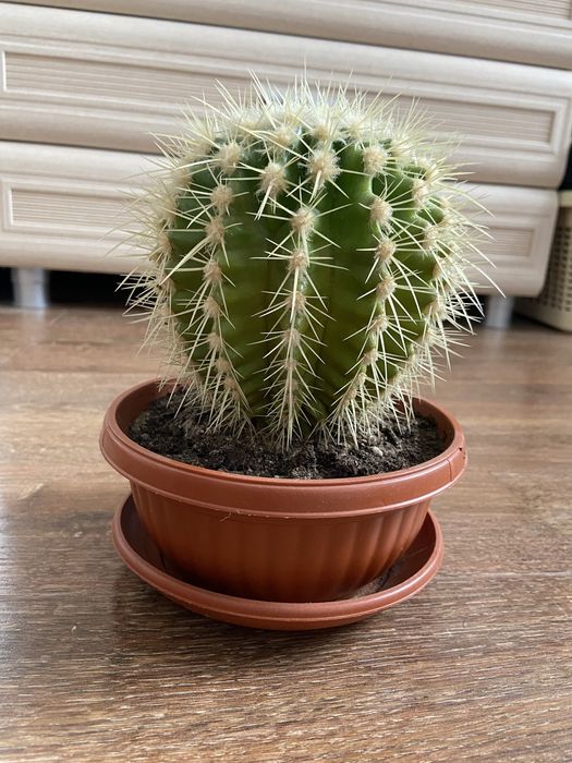 Домашний кактус