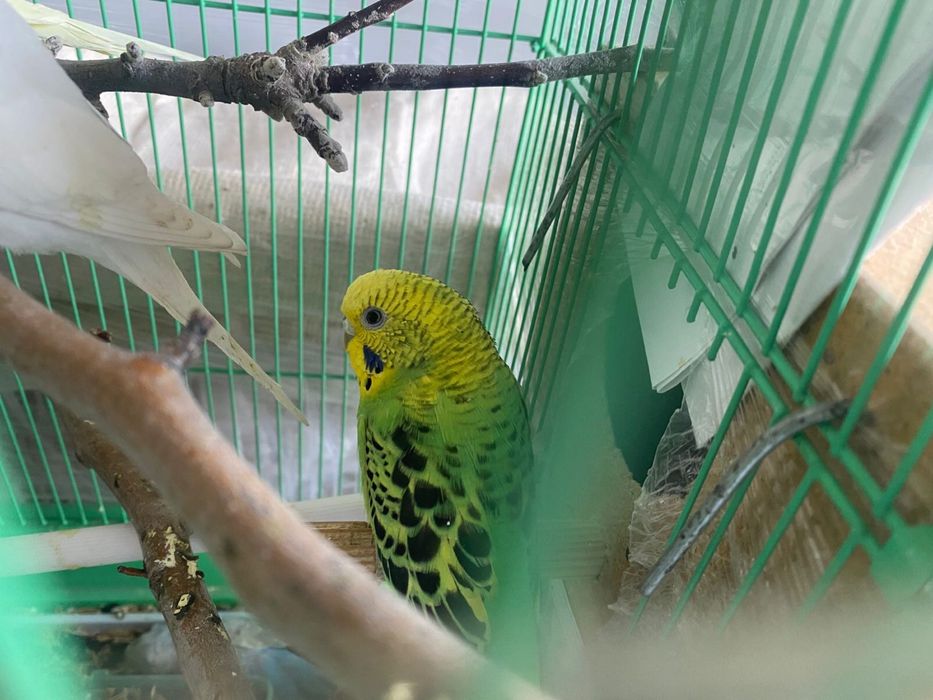 Попугайчики продам срочно