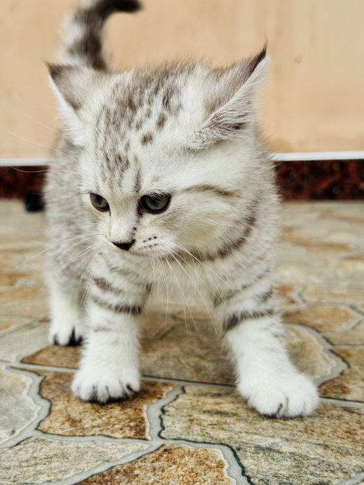 Серебристый шиншилла