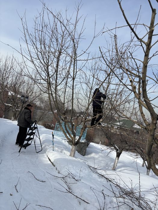 Обрезка деревьев