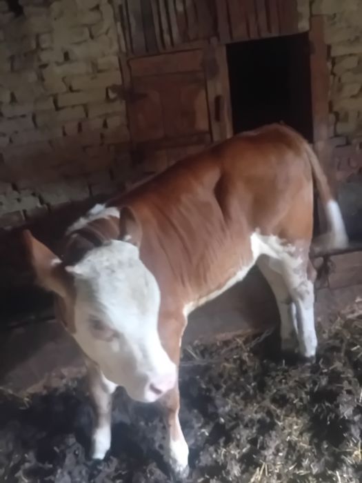 Vând vitea de aproximativ 200kg