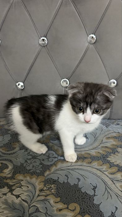 Вислоухий котенок
