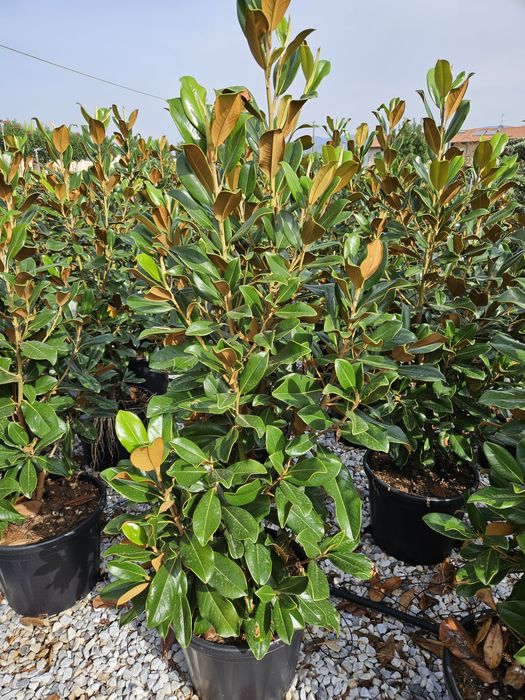 Magnolia grandiflora tufa și copac