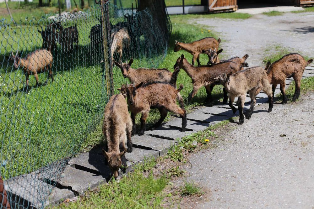 capre si iezi alpina franceza 400/1400