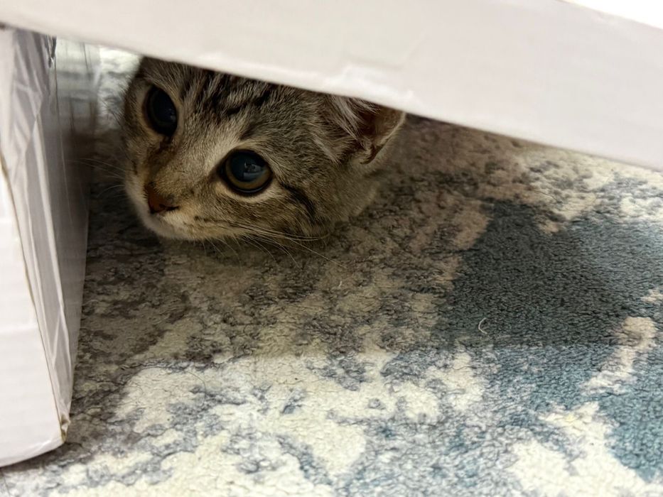 Отдам кота в добрые руки