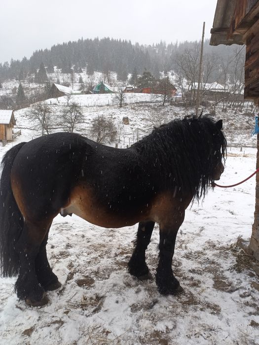 Armăsar pentru montă