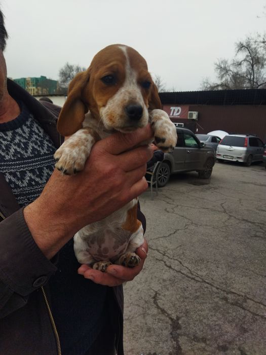 Спаниель плюс джек-рассел