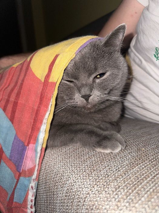 Котка - Британска късокосместа