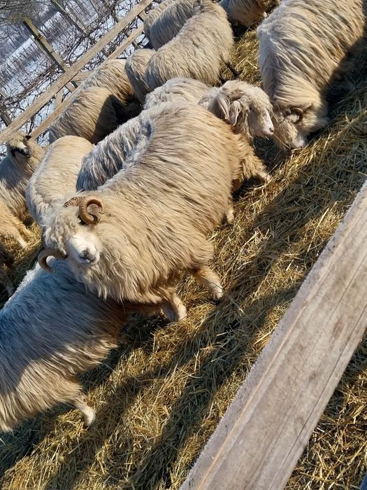 Vand 1 berbec jud Mures Comuna adamus sat cornesti