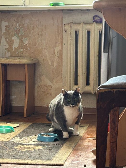 Ищем дом для котиков и кошечек