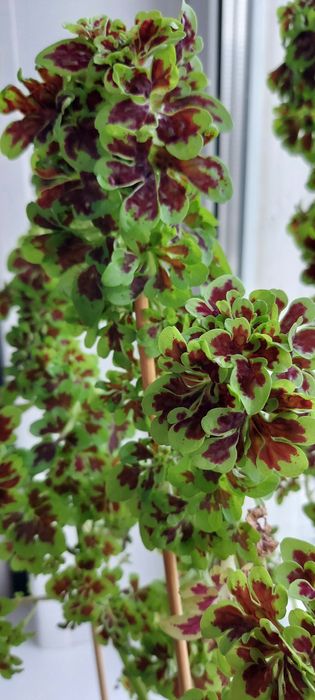 Продам цветы коллеусы