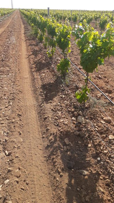 Tuns pomi, vita de vie, ingrijire livezi