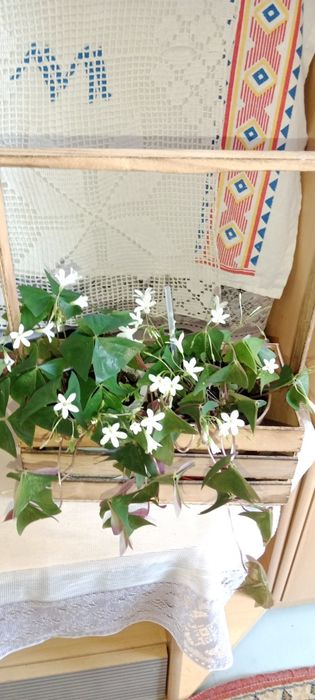 Бабочка кислица octavia