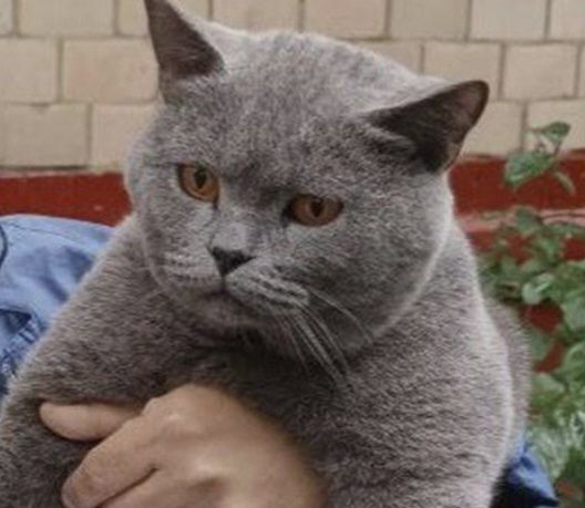 Продаётся сладкая британка