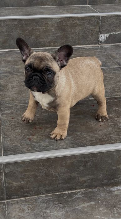 Vand pui bulldog francez