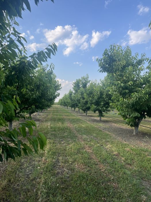 Парцел ( земеделска земя , имот ) в землището на с.Брестник .
