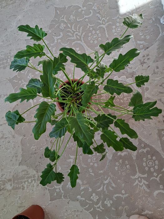 комнатные растения