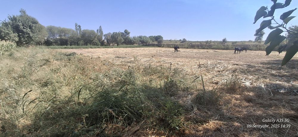 Уй сотаман томарқали