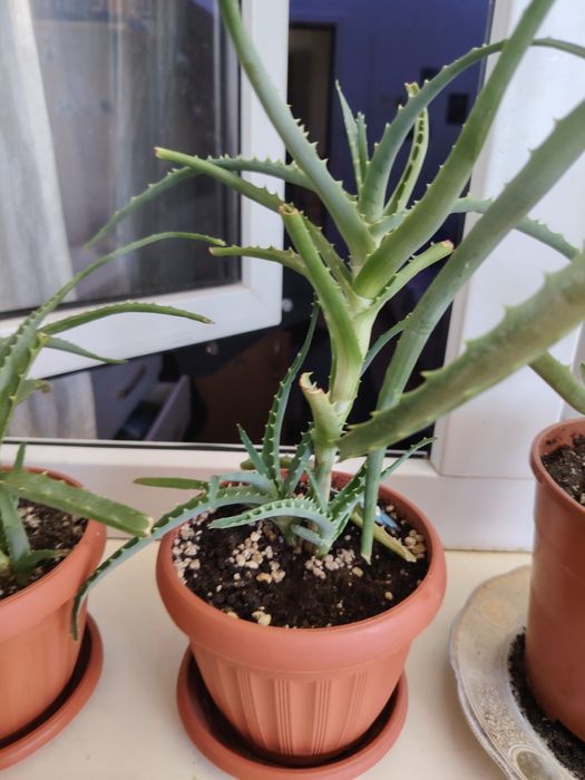 Продам Алое, молодые