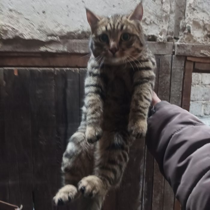 Отдам котят хорошие