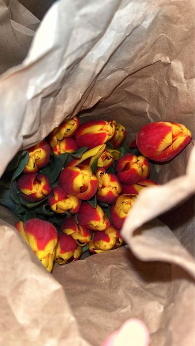 Тюльпаны предзаказ