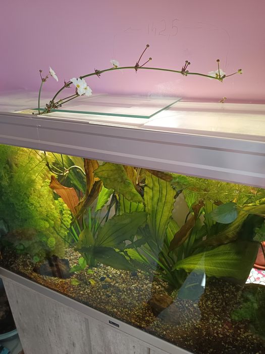 Acvarii cu suport și accesorii