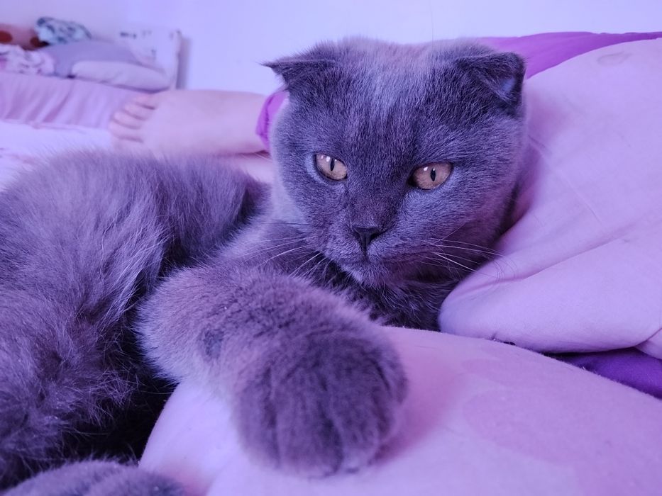 Шотландский кот вязка