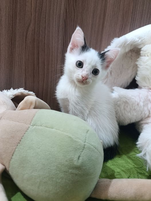 Отдам котенка в добрые руки