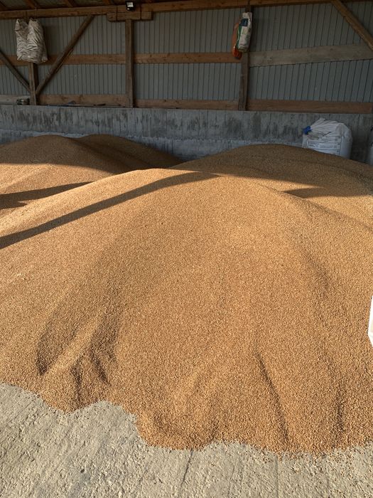 Cereale Grau , orz , orzoaica , ovaz , triticale