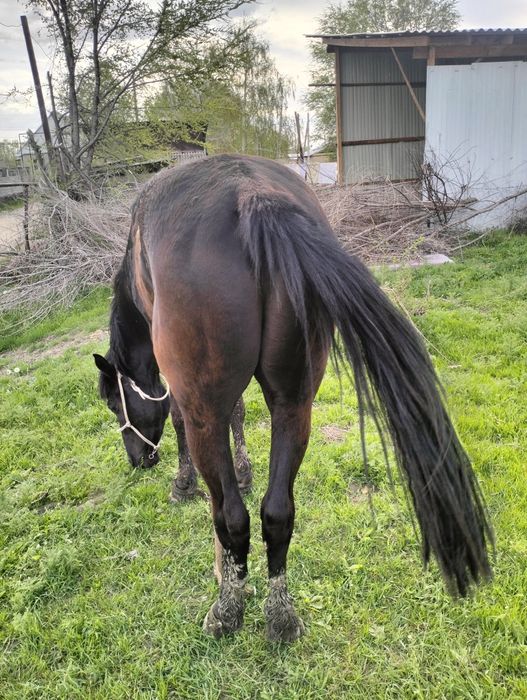 Қара пішпе  дөнен сатылады!