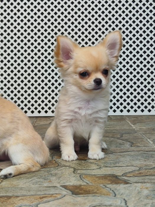 Очень милый мальчик чихуахуа