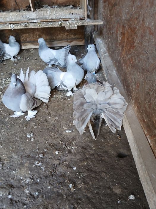 Vând Porumbei voltați indieni