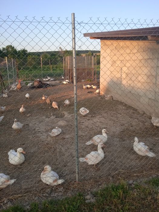 Pui crescuți natural