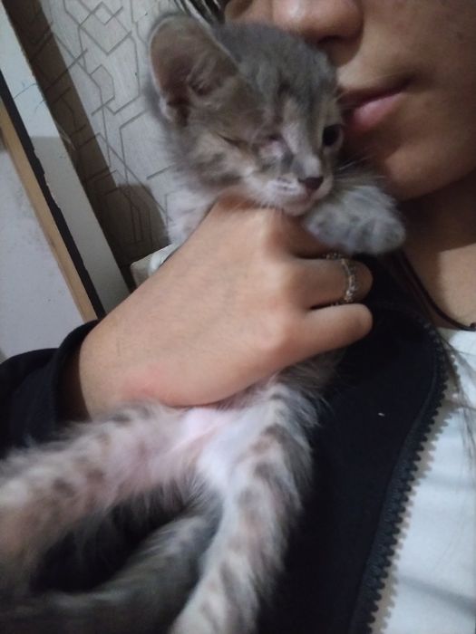 Отдам котят в добрые руки