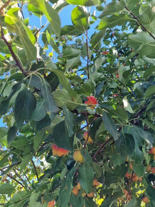 Продам дачу  7,5 соток