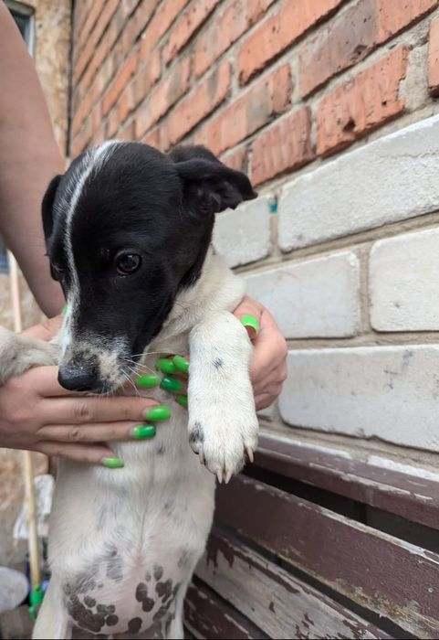 Отдадим щенков. Девочка и мальчик