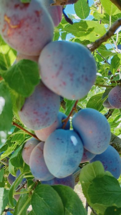 Prune de vânzare