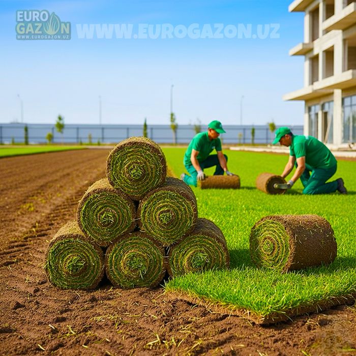 Tayyor Gazon o’rnatish xizmati | Газон орнатиш