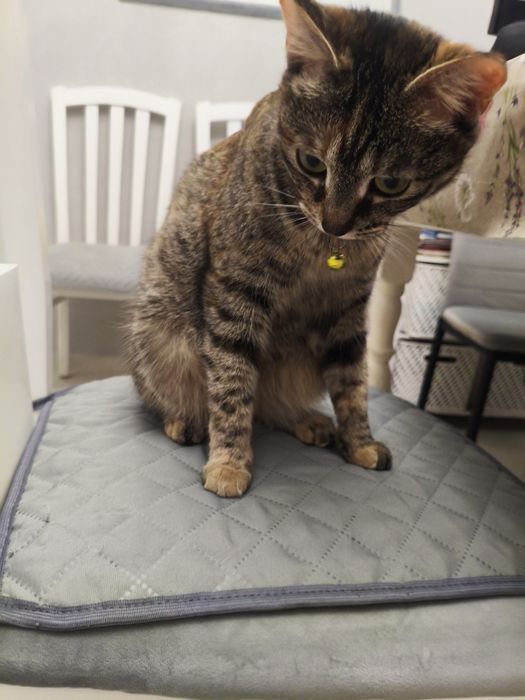 Отдам умную кошечку в добрые руки