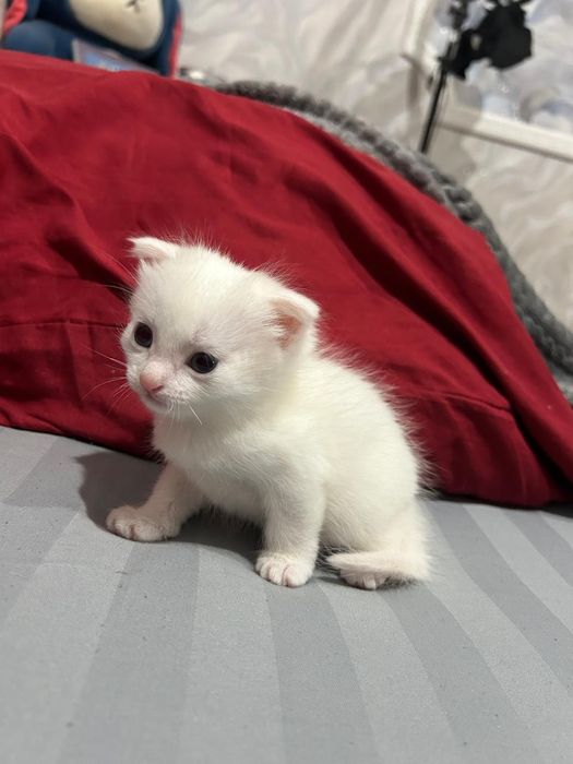 Продам котят белых