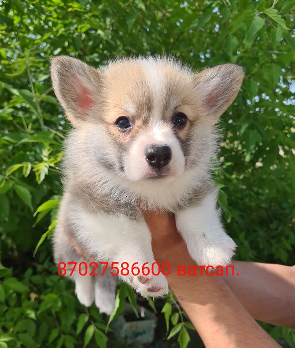 Продам щенков вельш корги пемброк.