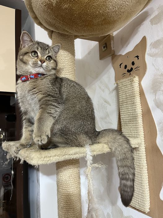 British Shorthair golden fetita 4 luni