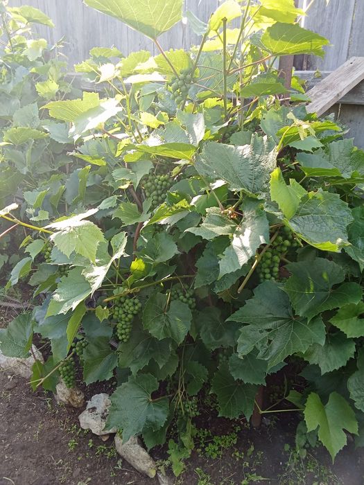 Продам дачу в 4 обществе