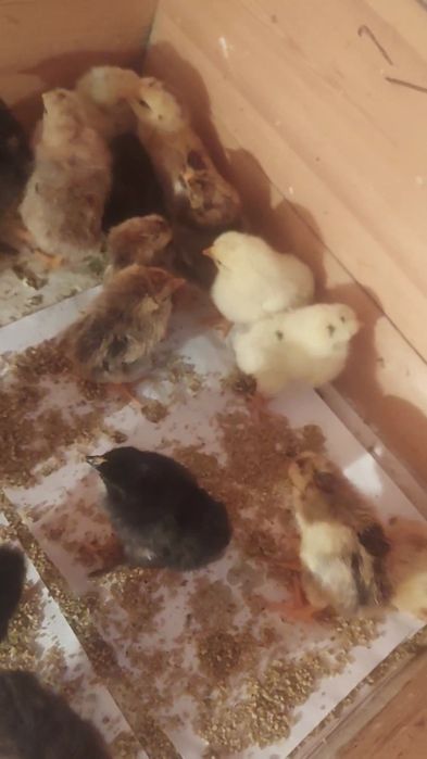 Шөже сатылады кучинский