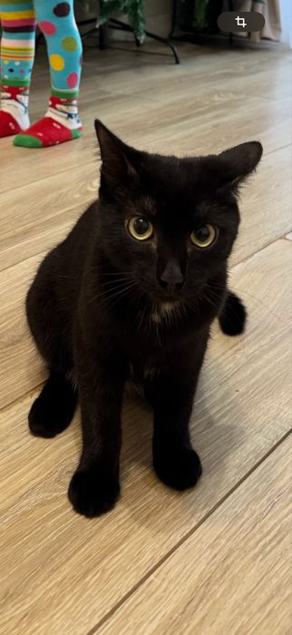 Отдам котенка в хорошие руки. Прививки пройдены. В связи с переездом