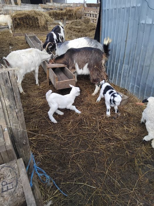 De vânzare capre cu 2 iezi tinere