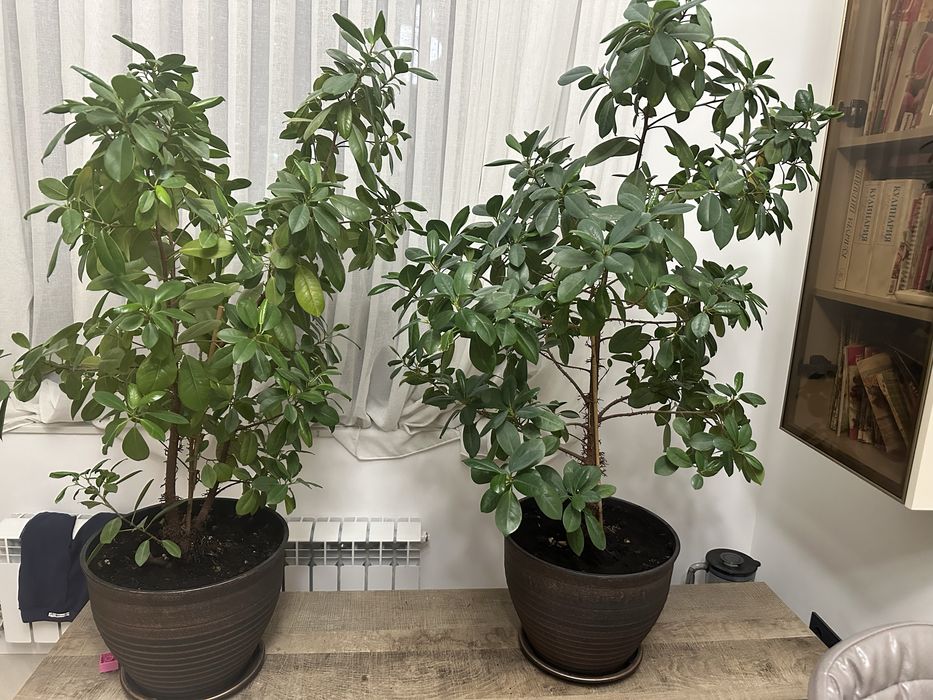 Продается Фикус Мокламе