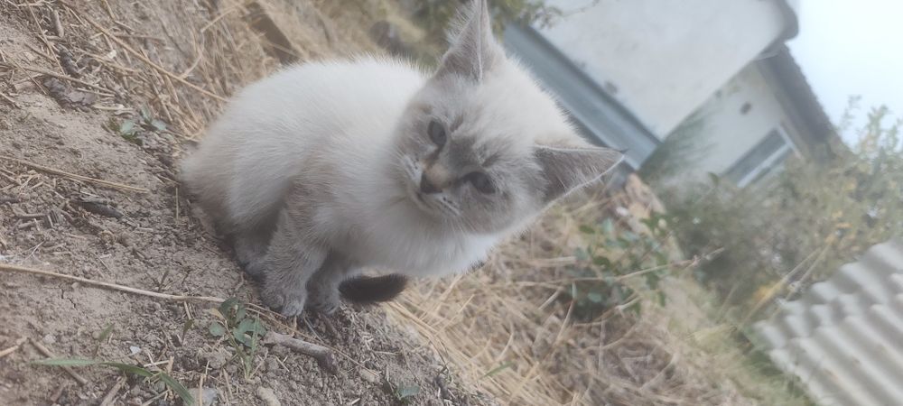 Котята крысоловы