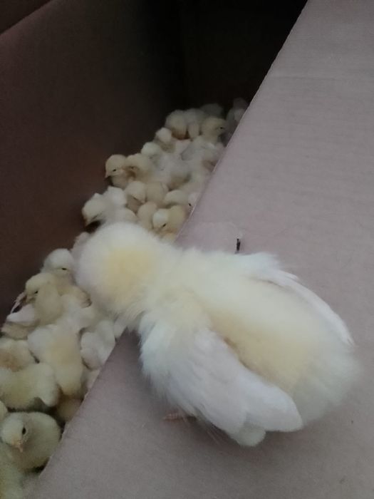 Vand pui de gaina de o zi toate varietatile